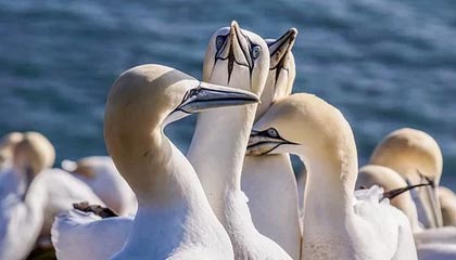 Jiuyou Sports-法国男篮在奥运热身赛中取得连胜，法国男篮在奥运热身赛中取得连胜次数