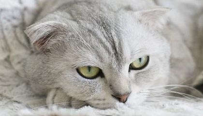 Jiuyou Sports-法国男篮在奥运热身赛中取得连胜，法国男篮在奥运热身赛中取得连胜次数