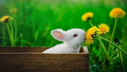 Jiuyou Sports-法国男篮在奥运热身赛中取得连胜，法国男篮在奥运热身赛中取得连胜次数