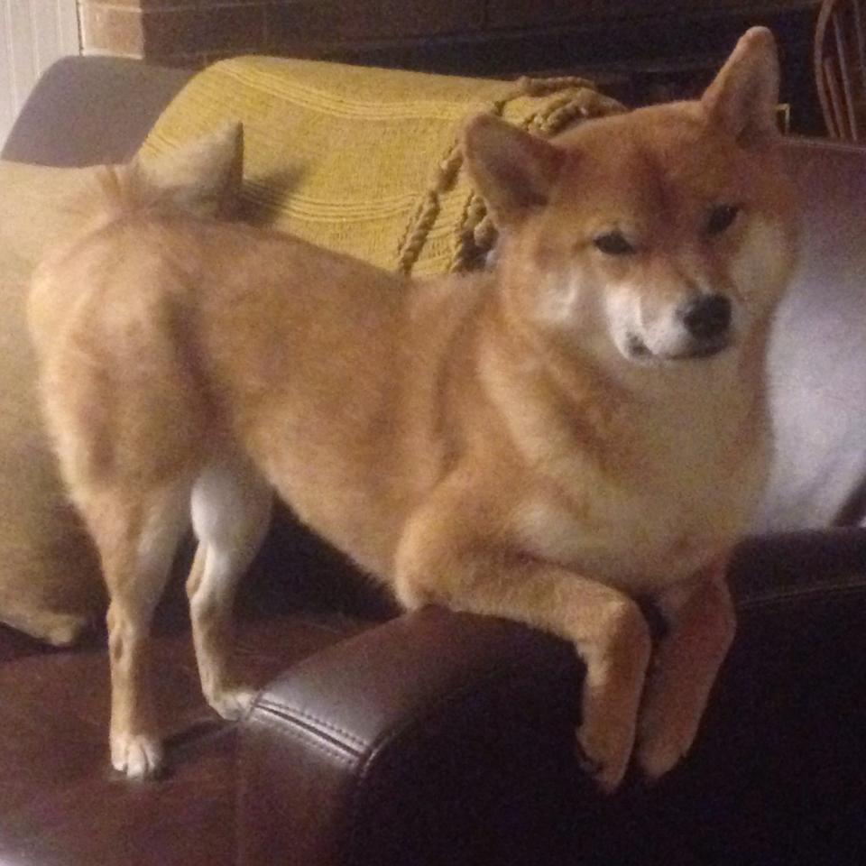 带你走进:世界各地不同足球赛场的文化故事,足球比赛文化