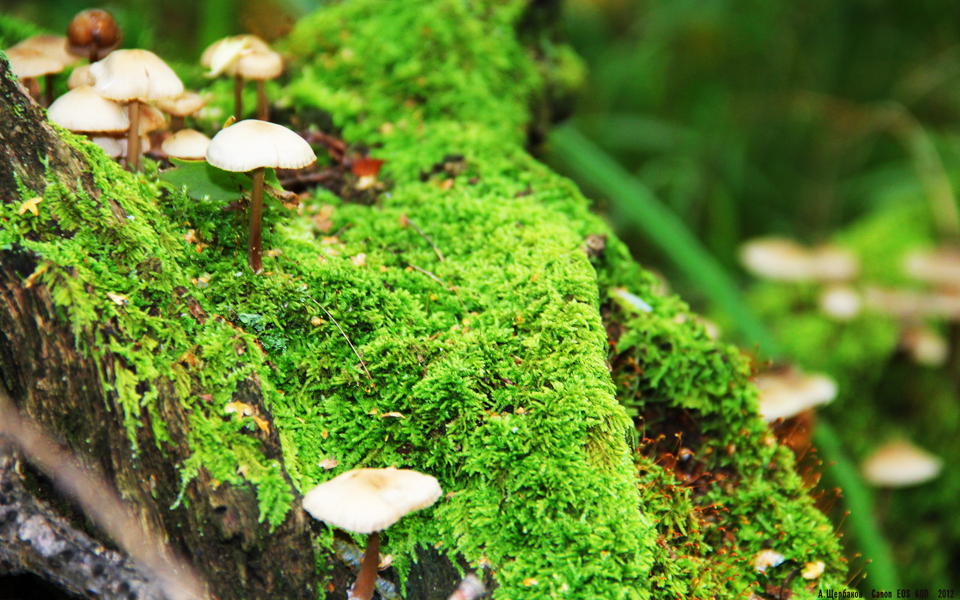 东亚杯中国足球夺冠 球员拼搏精神获赞,中国队东亚杯冠军