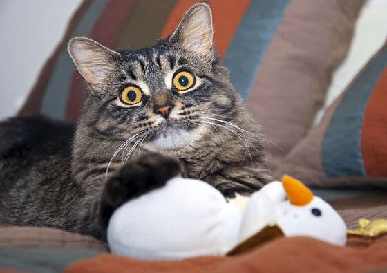 中超各队加强青训基地人才引进计划,中超青训大户