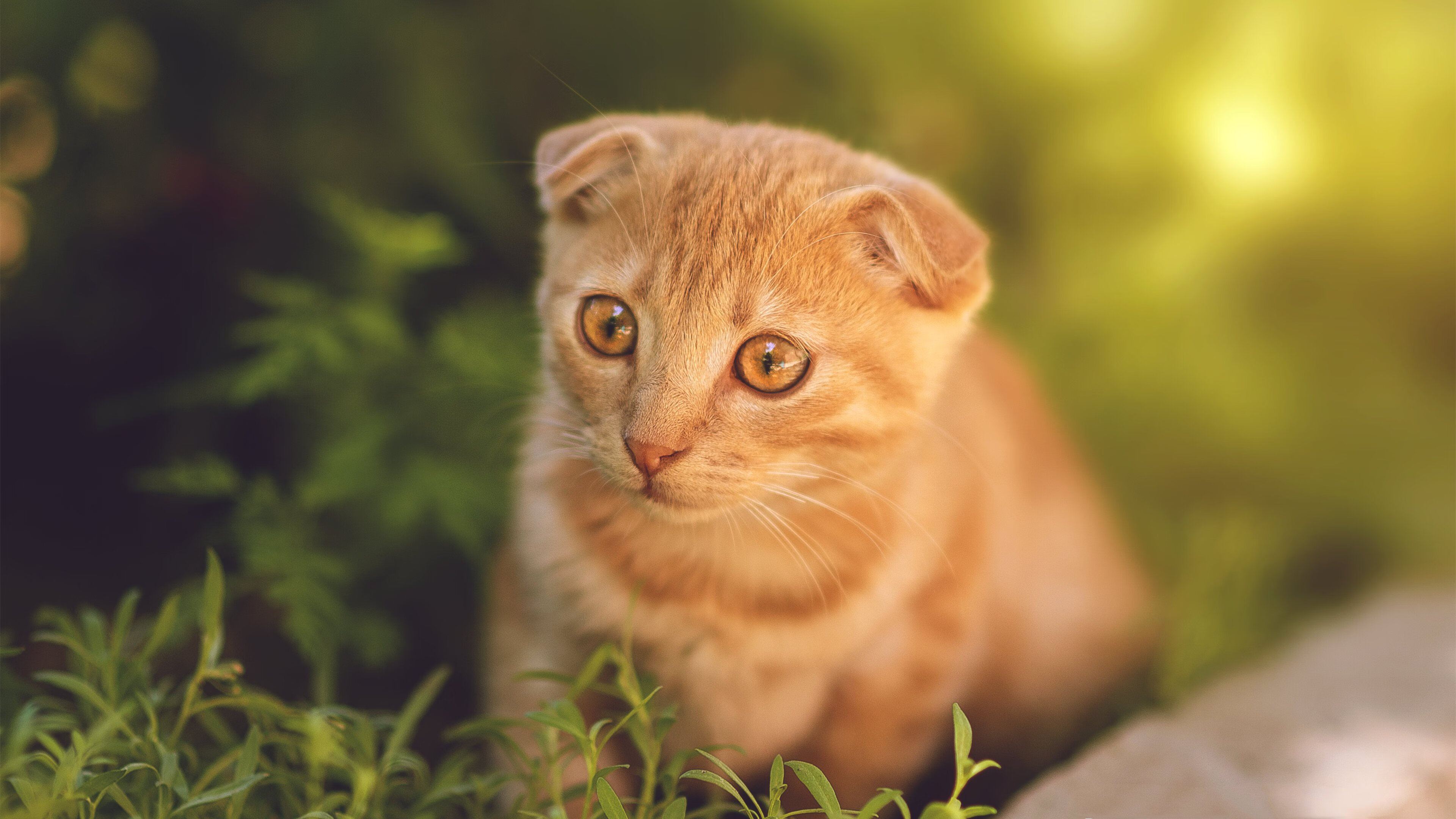 举重世锦赛中国女队横扫五金,2021年女子举重世锦赛