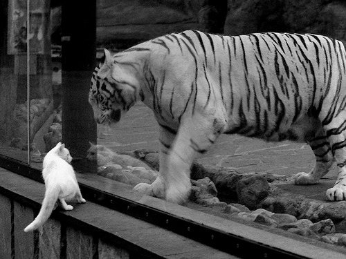 场馆设施引入柔性保护技术保障选手安全